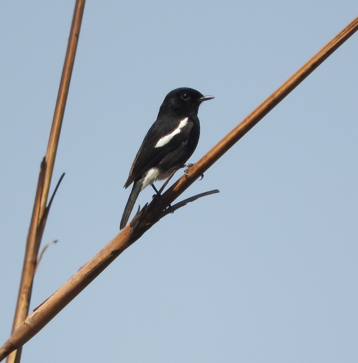 Pied Bushchat - ML52045701