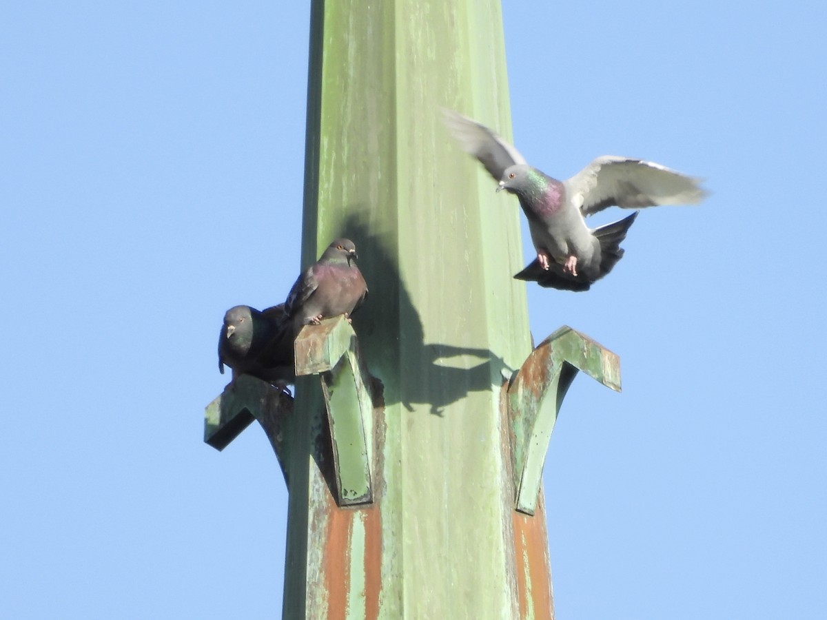 Rock Pigeon (Feral Pigeon) - ML520457481