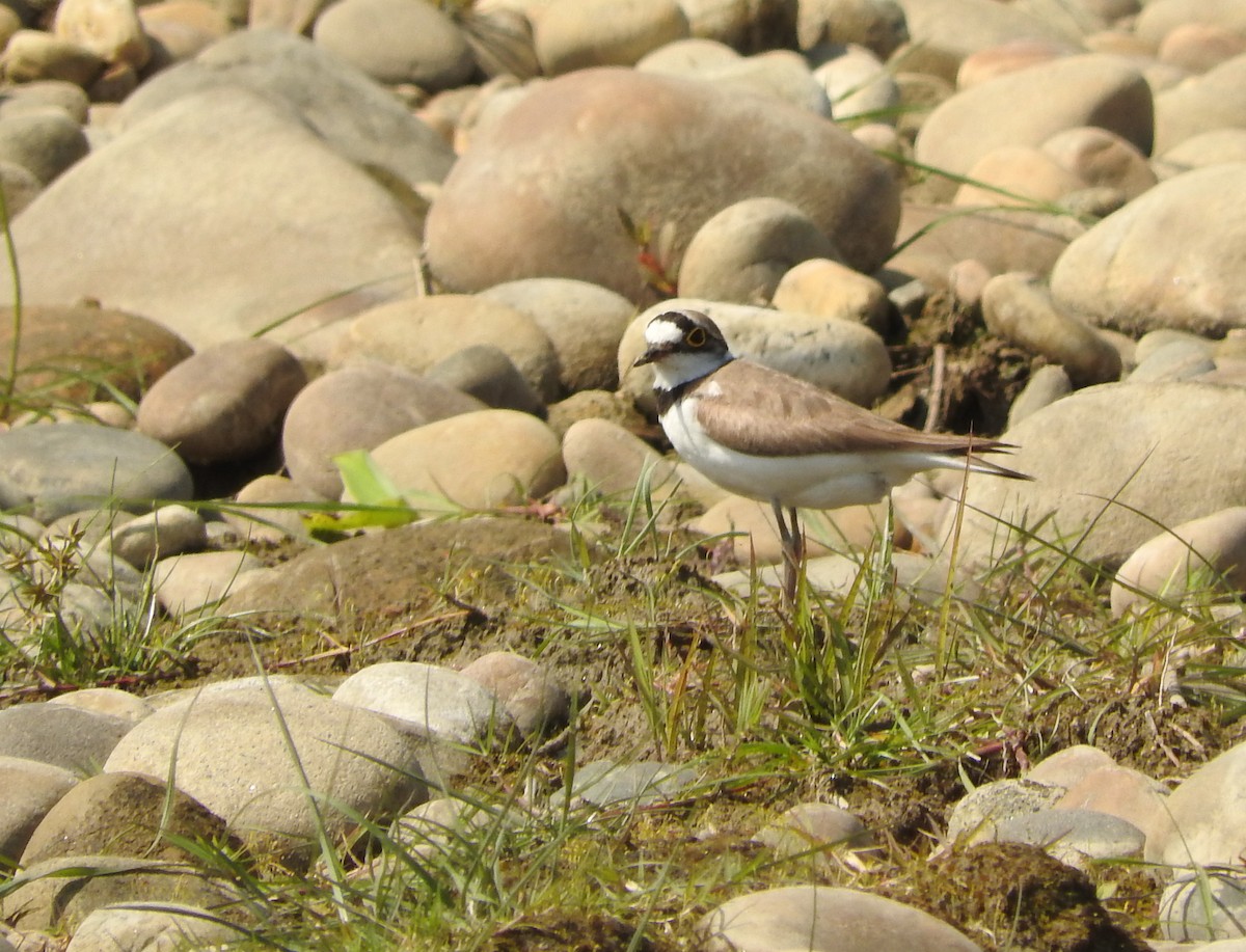 Little Ringed Plover - ML52045751