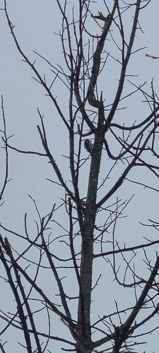 Downy Woodpecker - ML520457531