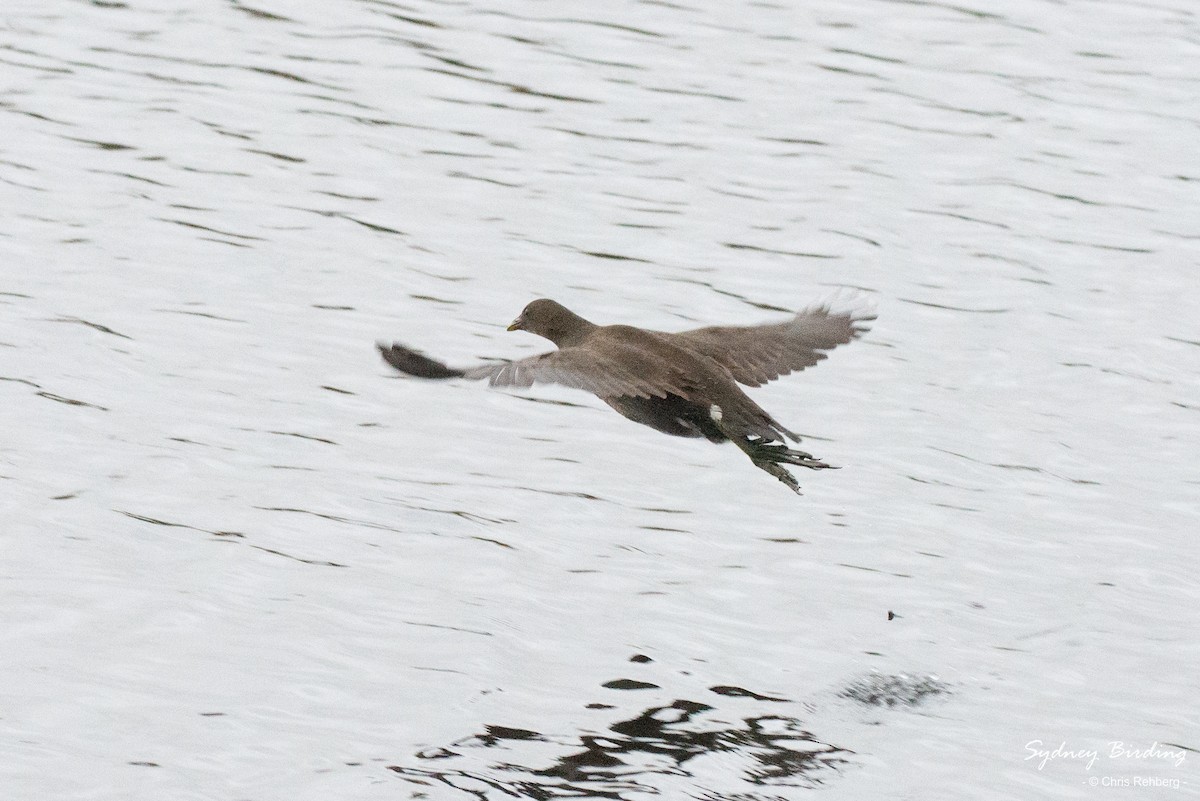 Eurasian Moorhen - ML520457701