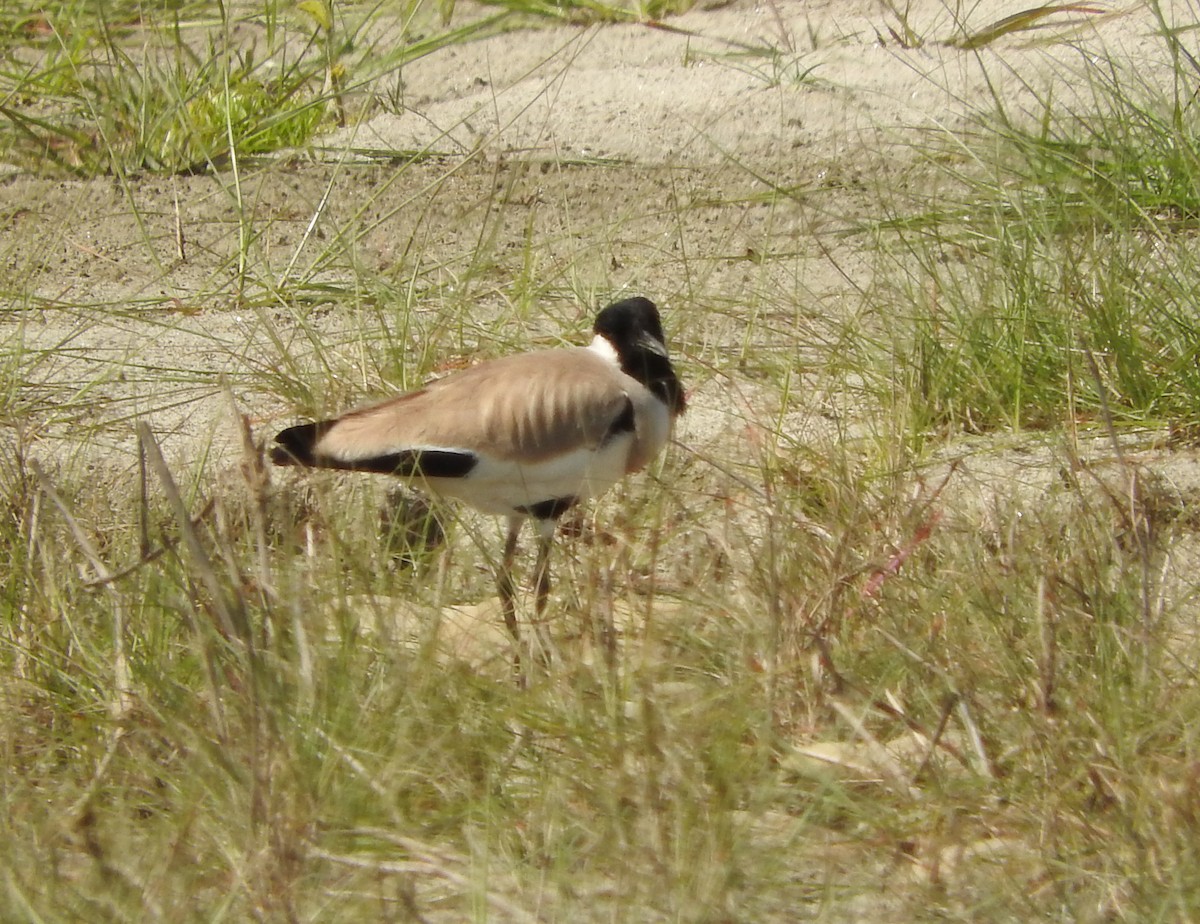 River Lapwing - ML52045801