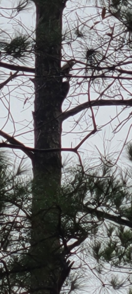 Pileated Woodpecker - ML520458081