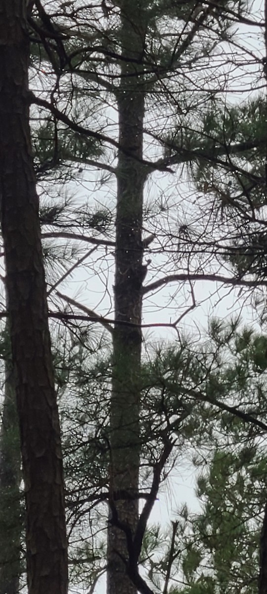 Pileated Woodpecker - ML520458101