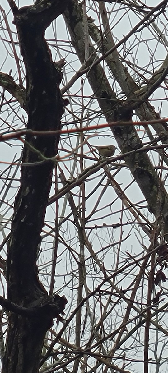 Ruby-crowned Kinglet - ML520458161