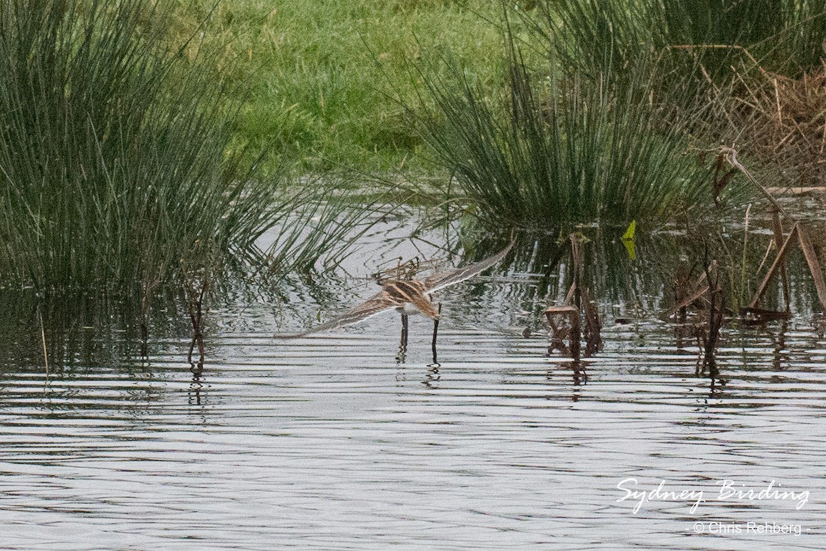 Common Snipe - ML520458181