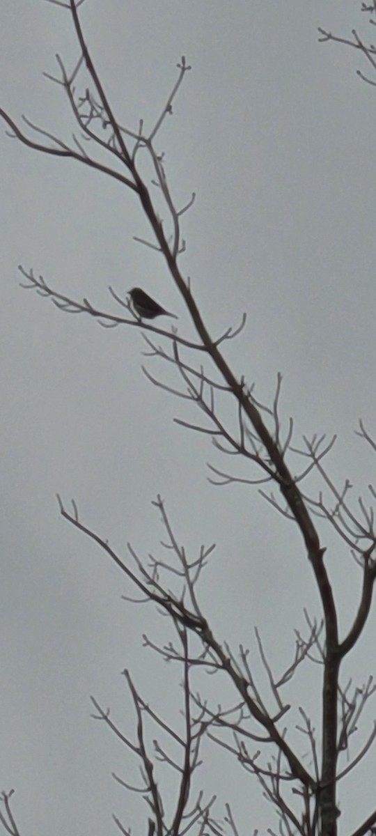 Yellow-rumped Warbler - ML520458271