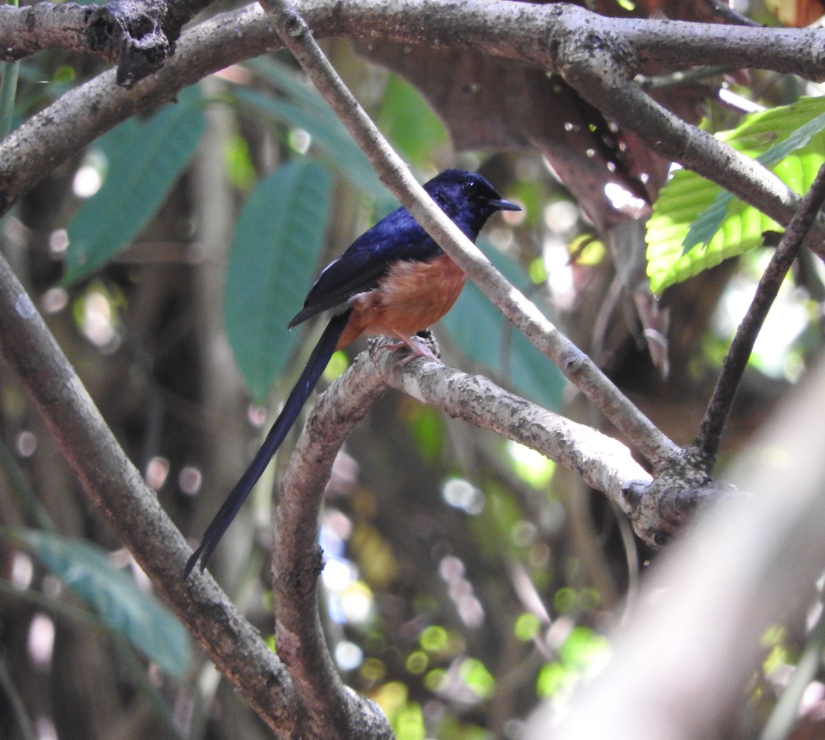 White-rumped Shama - ML52045851