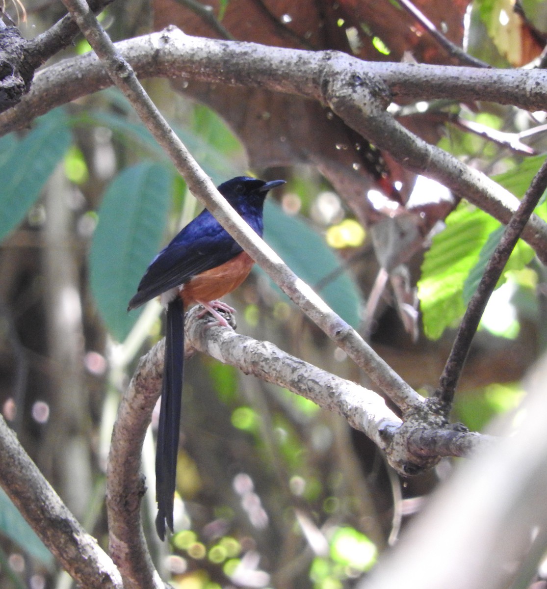 White-rumped Shama - ML52045861