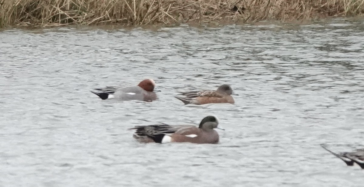 Eurasian Wigeon - Jack Hurt