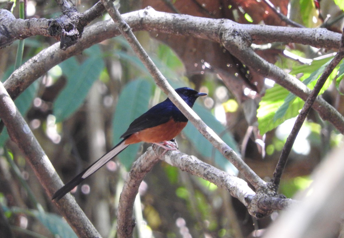 White-rumped Shama - Sandy Gayasih