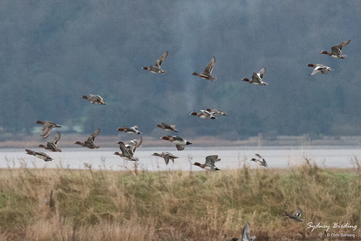 Eurasian Wigeon - ML520458921