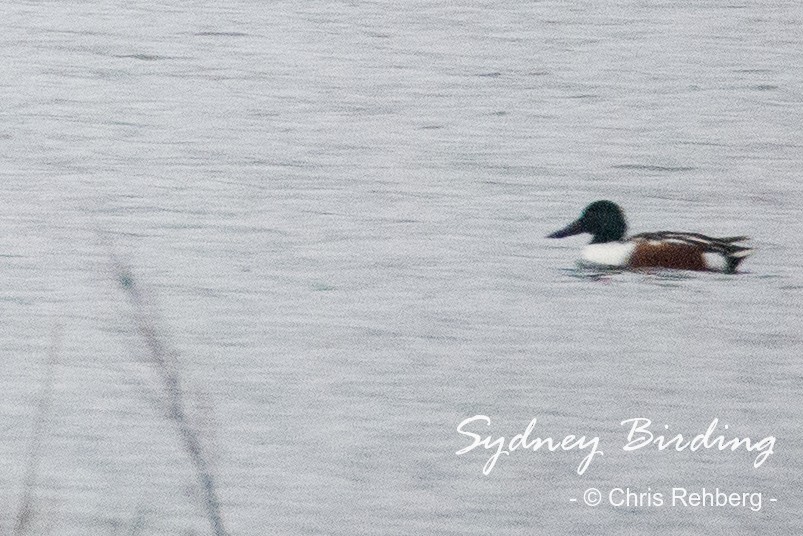 Northern Shoveler - ML520458951
