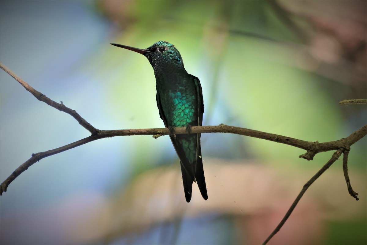 Red-billed Emerald - ML520459131