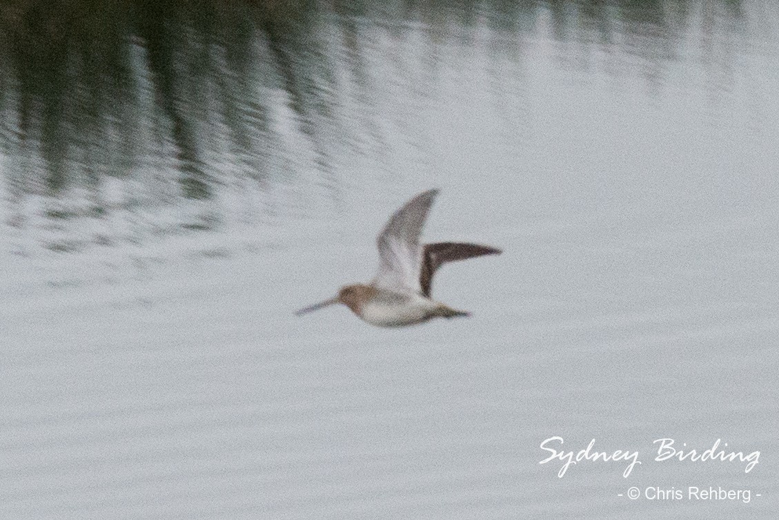 Common Snipe - ML520459161