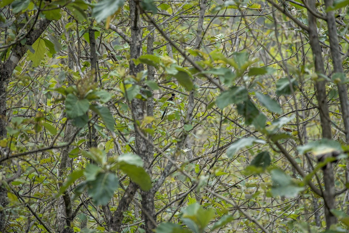 Chestnut-winged Cuckoo - ML52045921