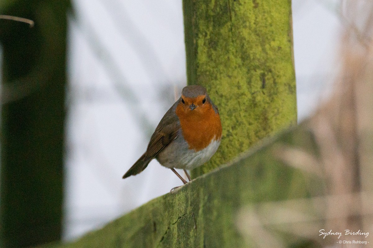 European Robin - ML520459511