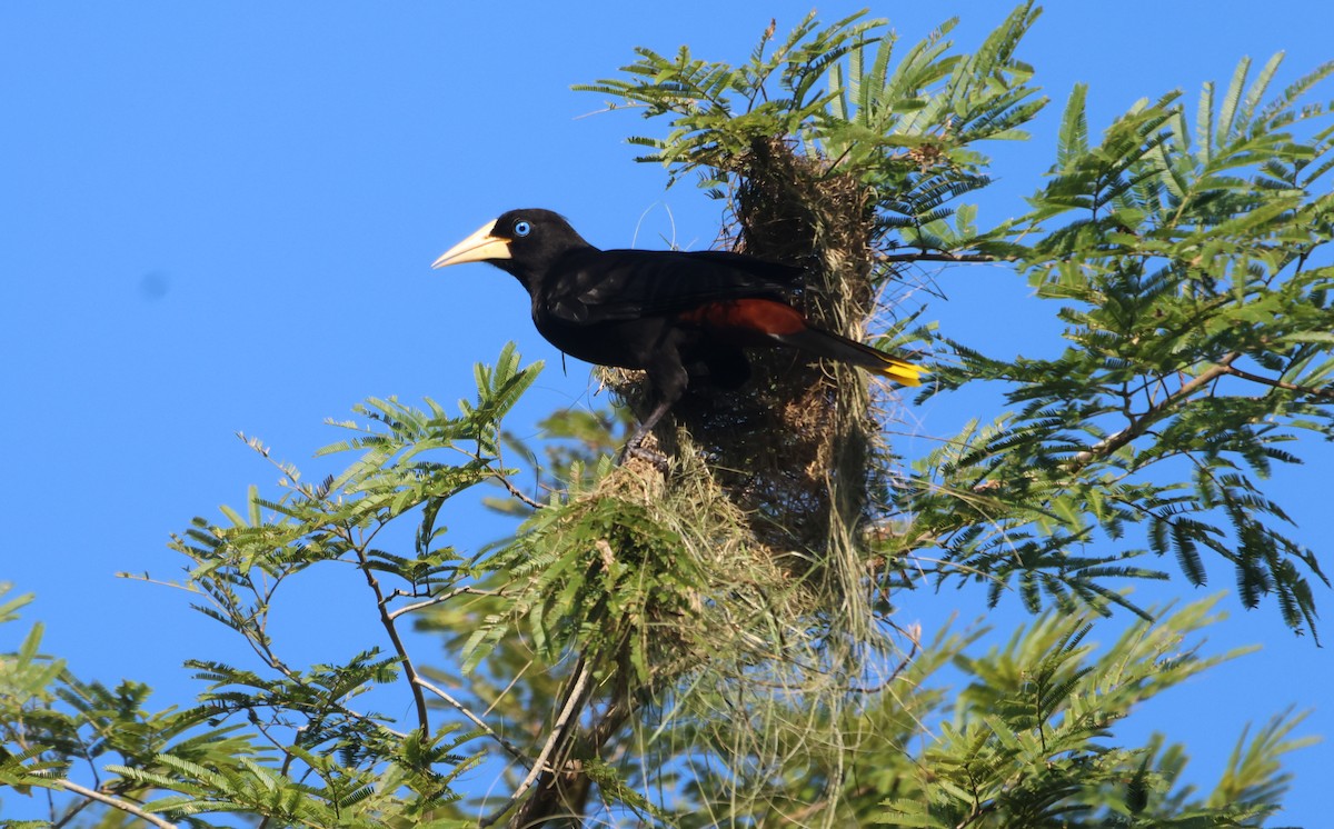 Crested Oropendola - Jorge Alcalá