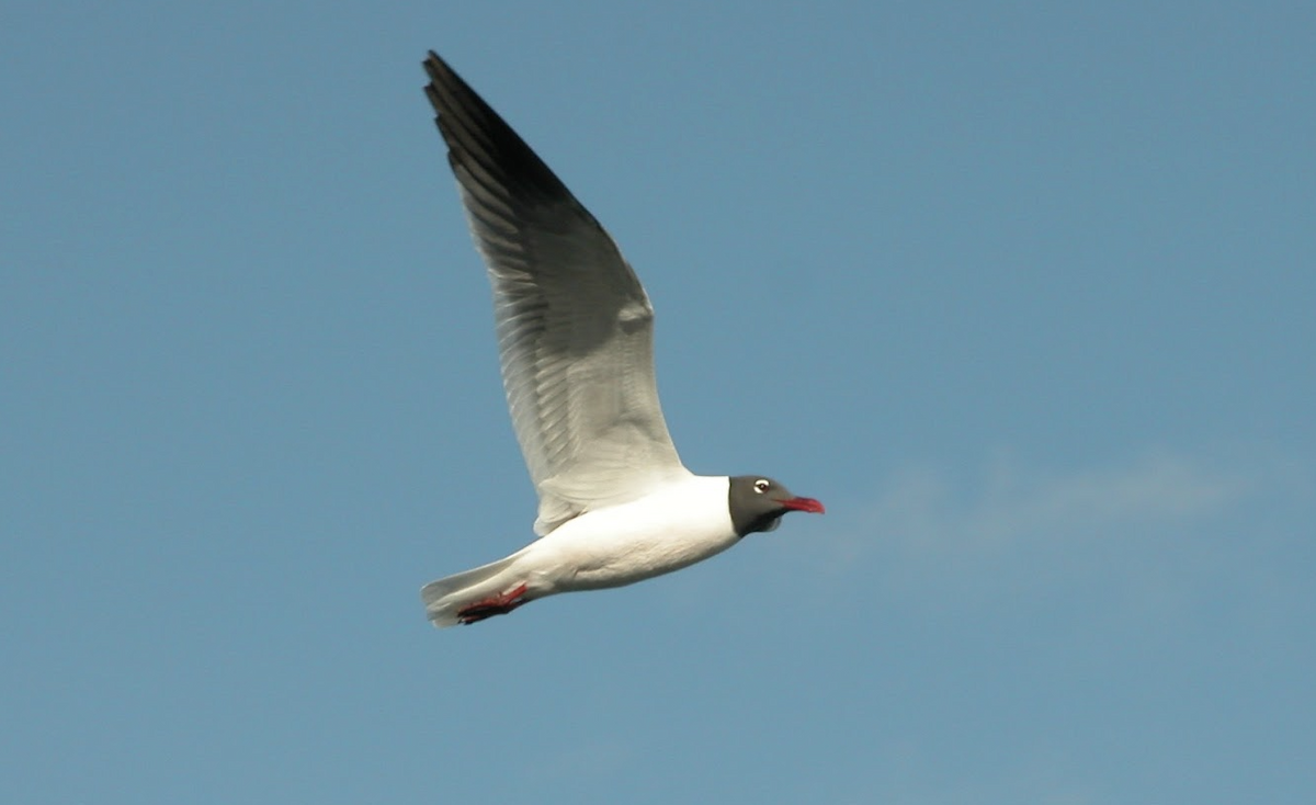 Laughing Gull - ML520460221