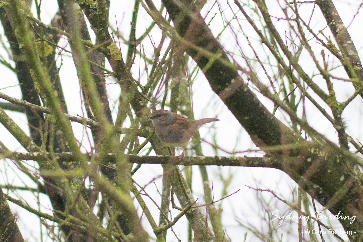 Dunnock - ML520460991