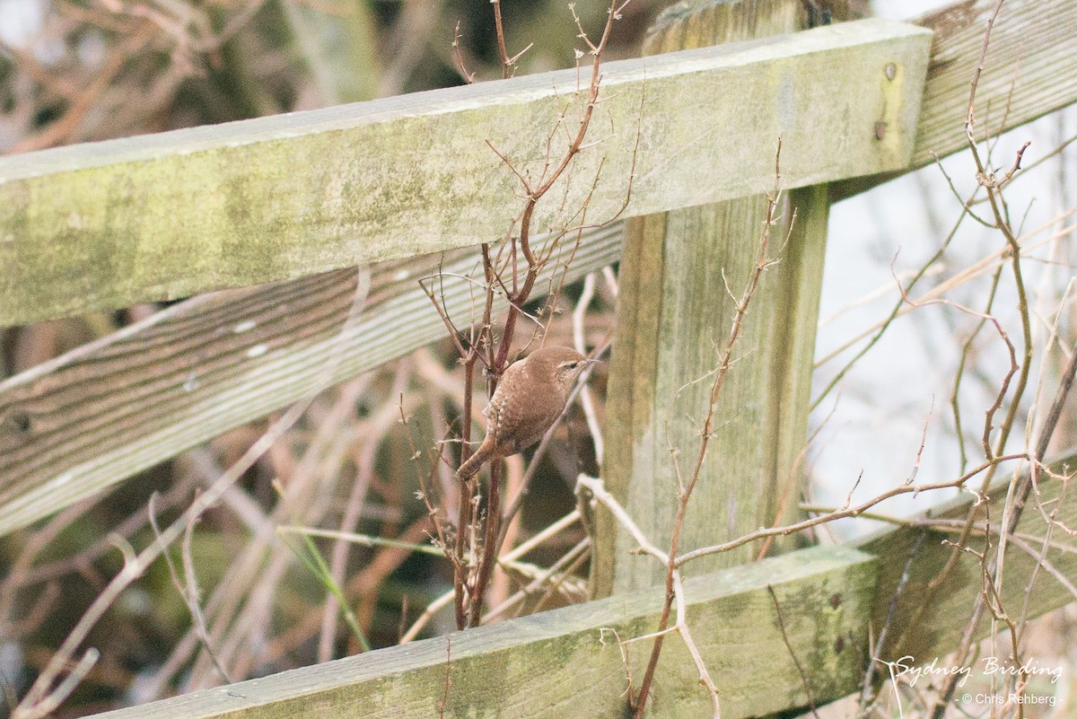 Eurasian Wren - ML520461081