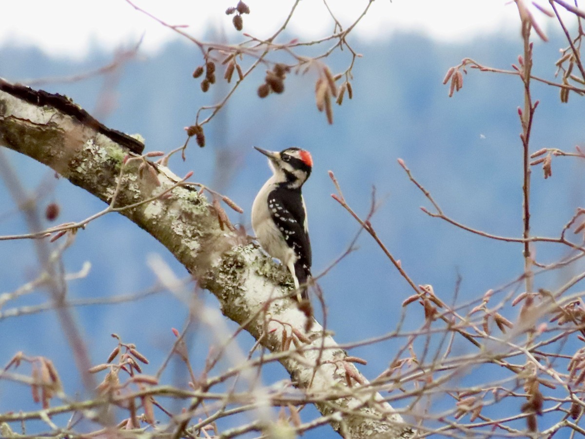 Hairy Woodpecker - ML520461111