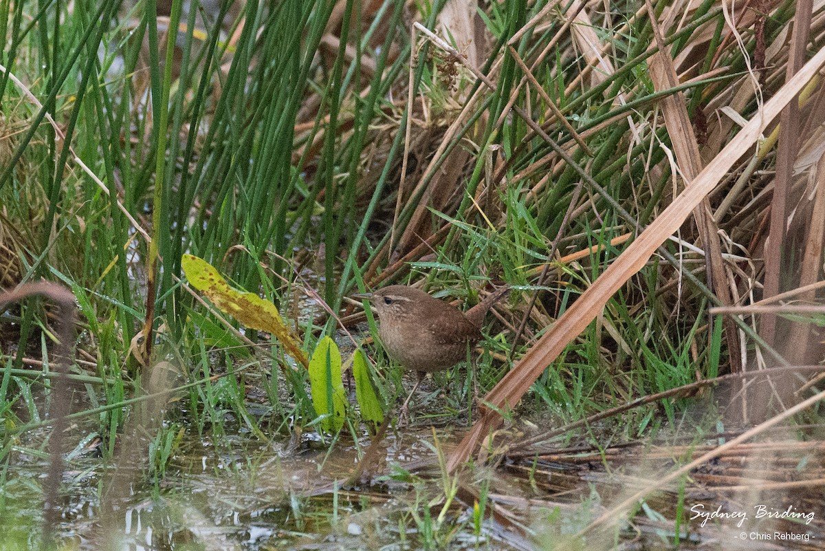 Eurasian Wren - ML520461461