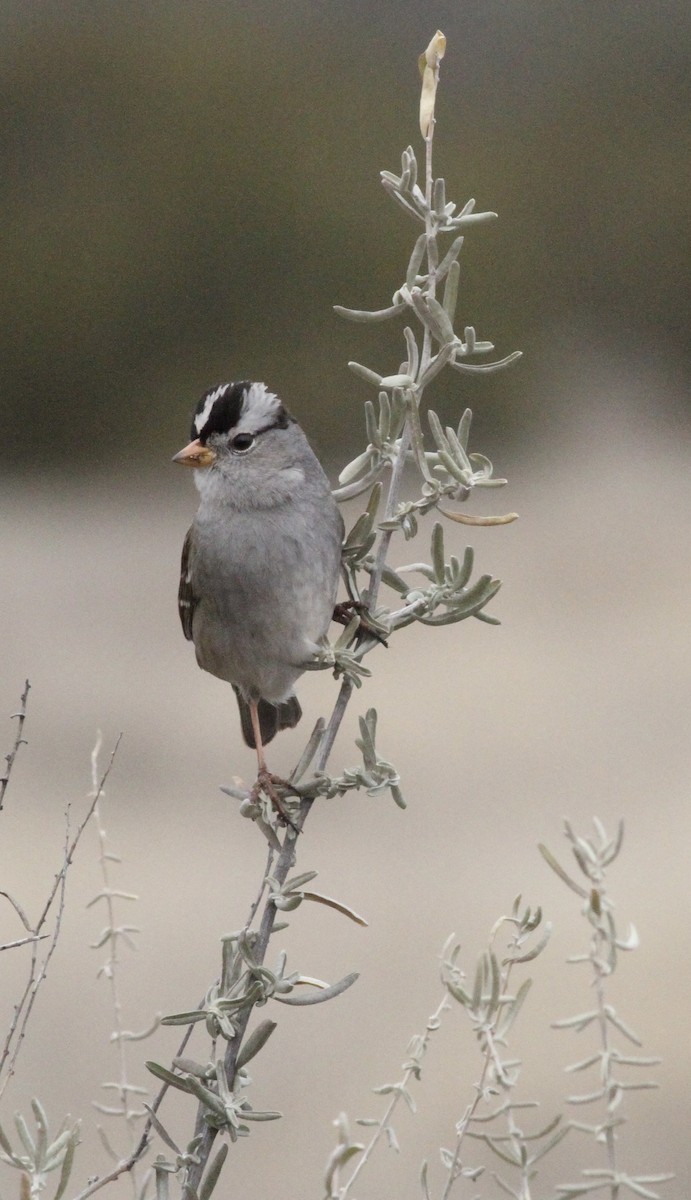 White-crowned Sparrow - ML520461501