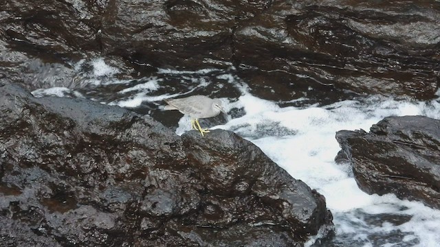 alaskavandresnipe - ML520461671
