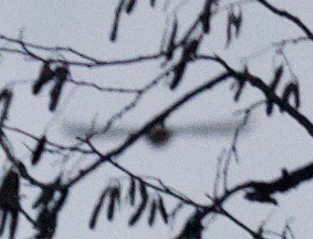 Common Merganser (North American) - ML520462361