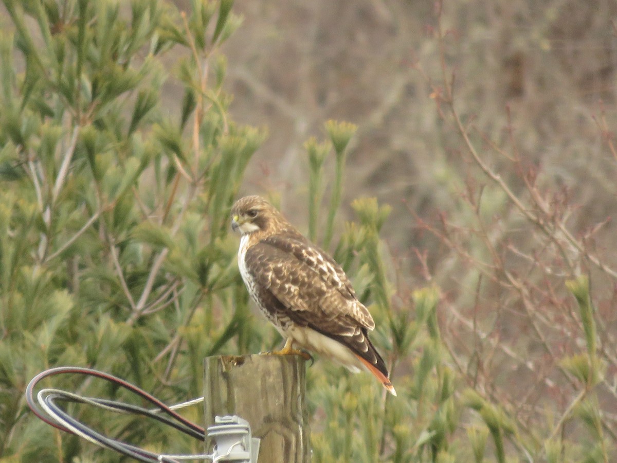 Red-tailed Hawk - ML520462961