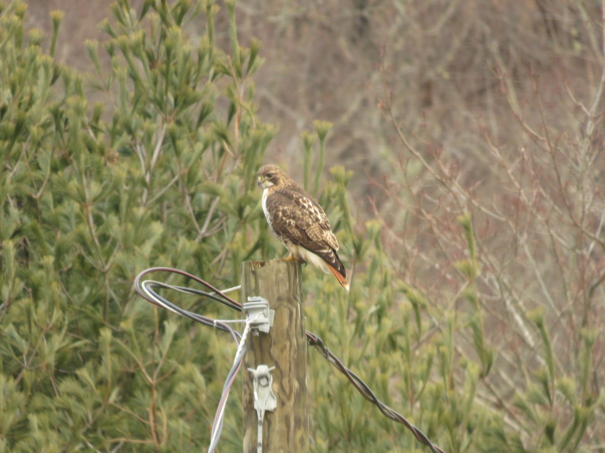 Red-tailed Hawk - ML520463031