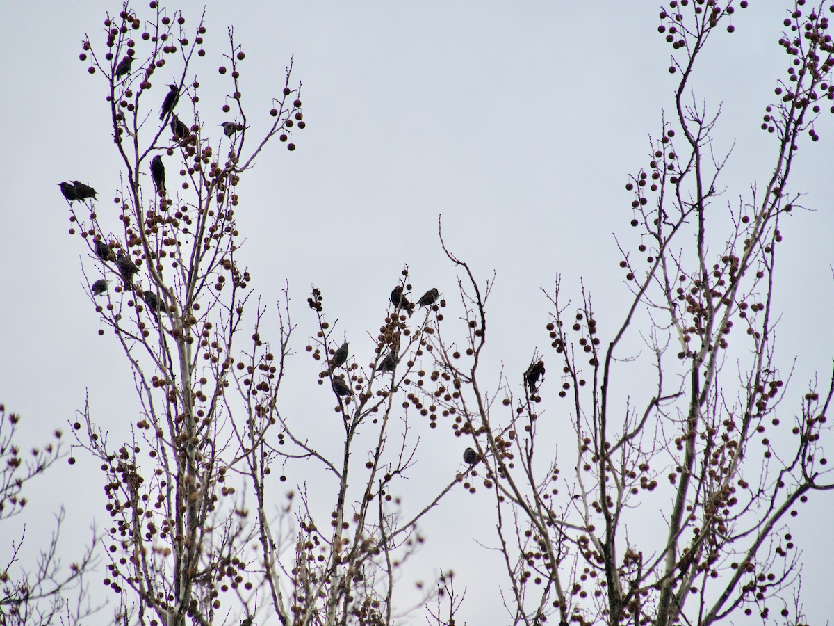 European Starling - ML520463251