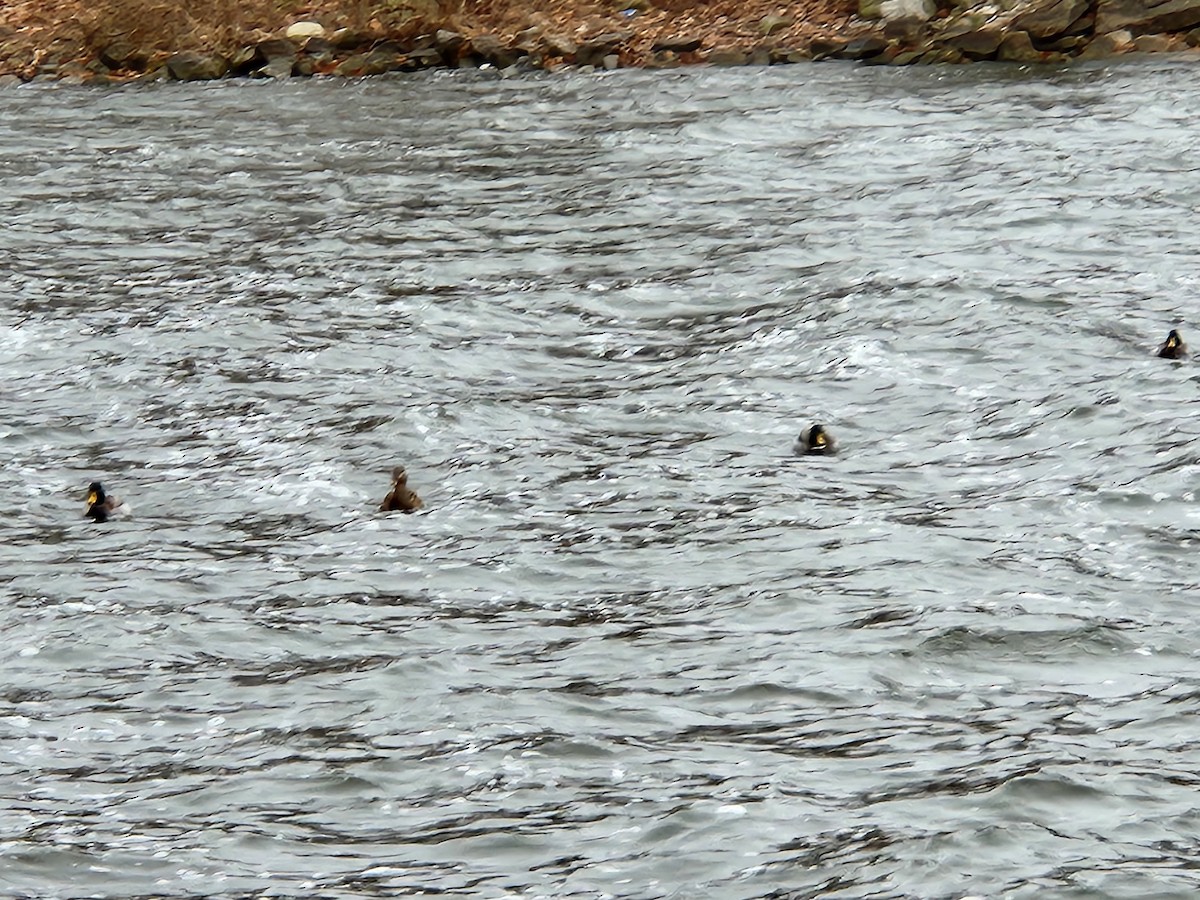 Зэрлэг нугас - ML520463541