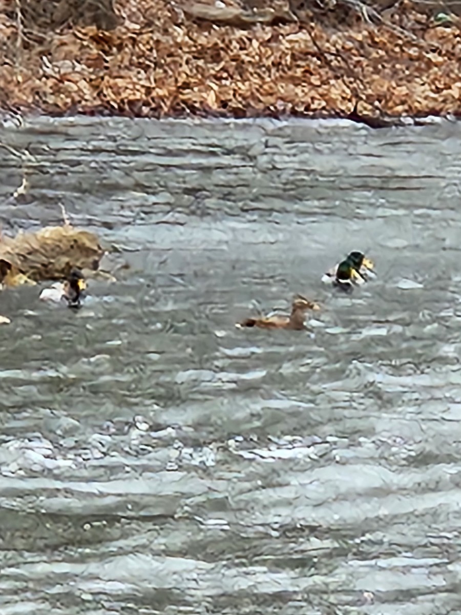 Зэрлэг нугас - ML520463551