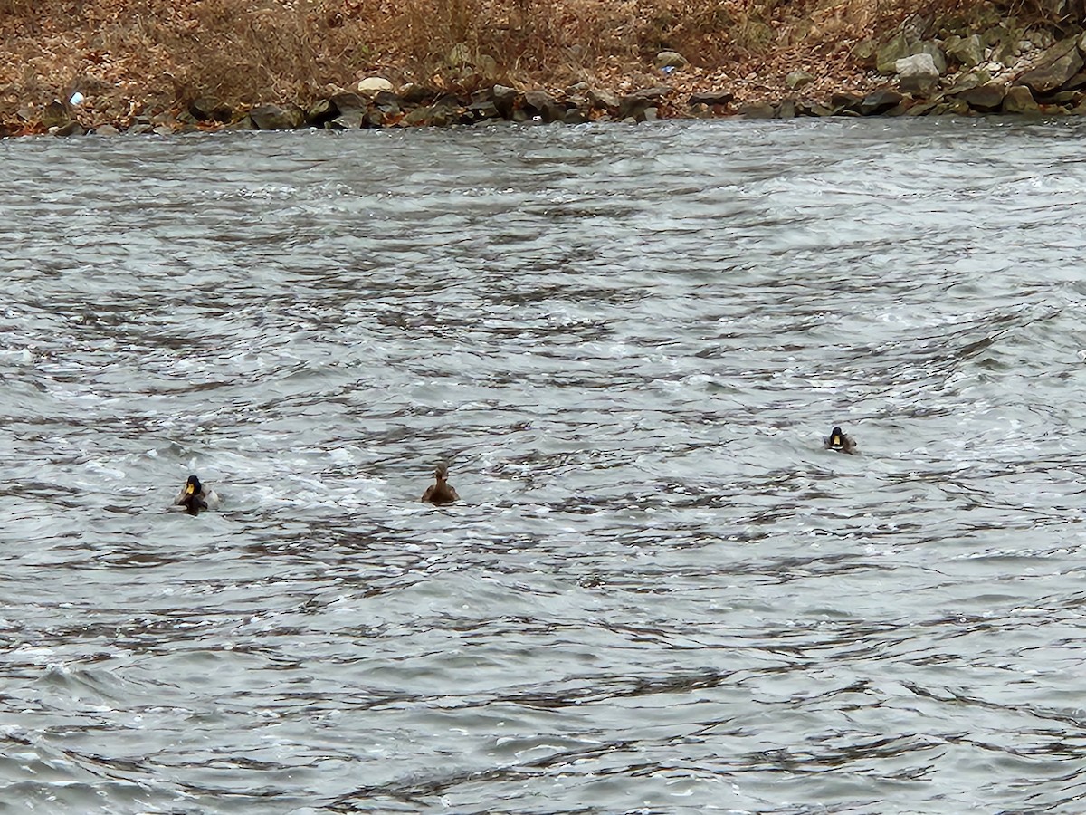 Зэрлэг нугас - ML520463561