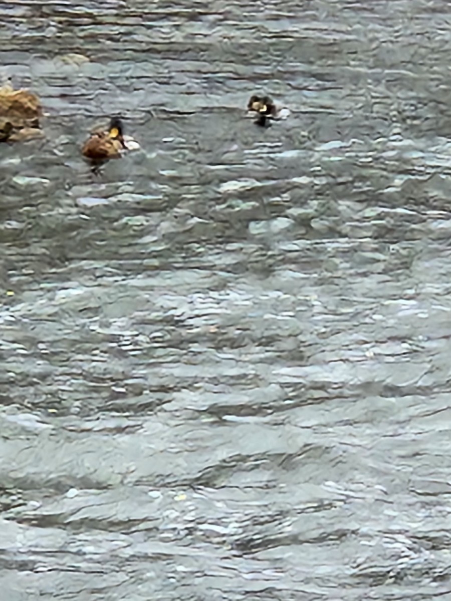 Зэрлэг нугас - ML520463571