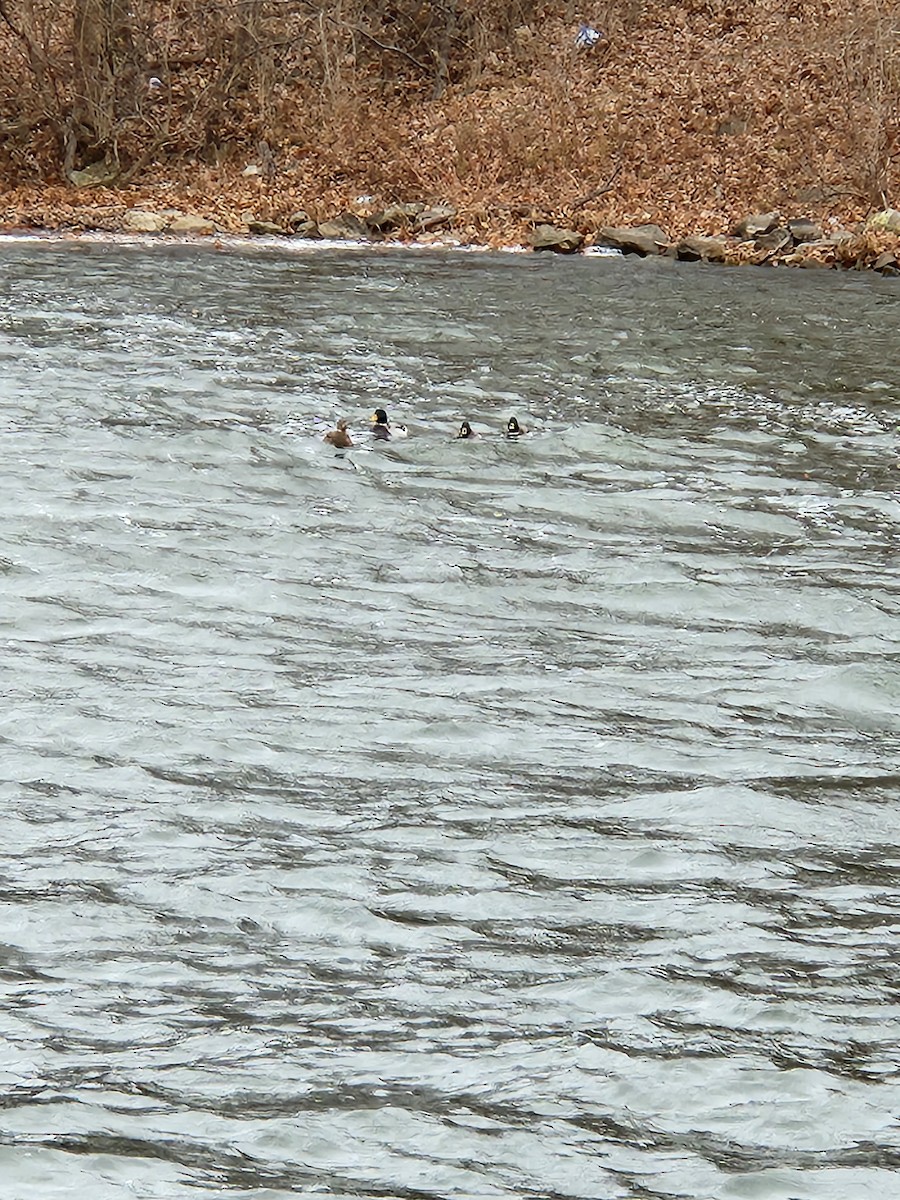 Зэрлэг нугас - ML520463581