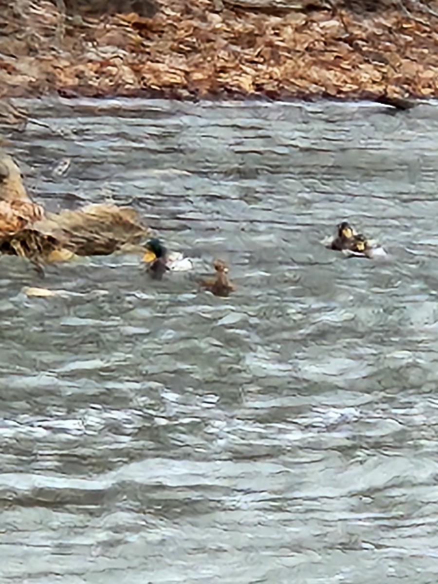 Зэрлэг нугас - ML520463591