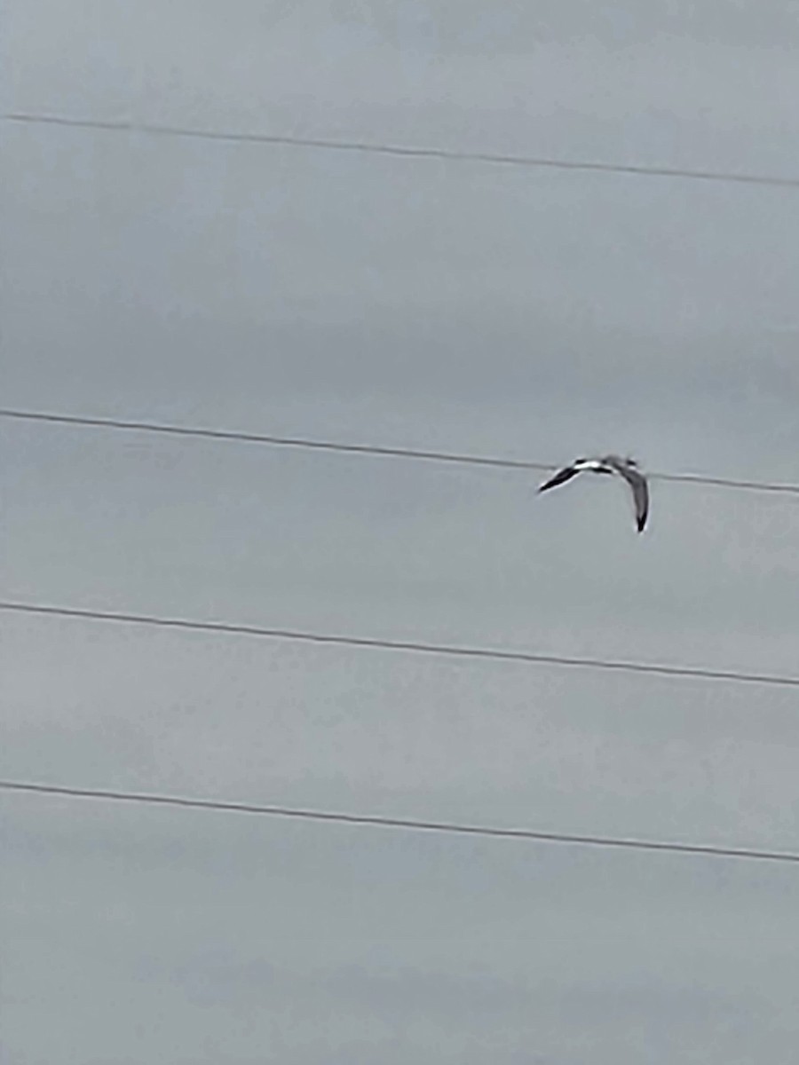 Ring-billed Gull - ML520463671