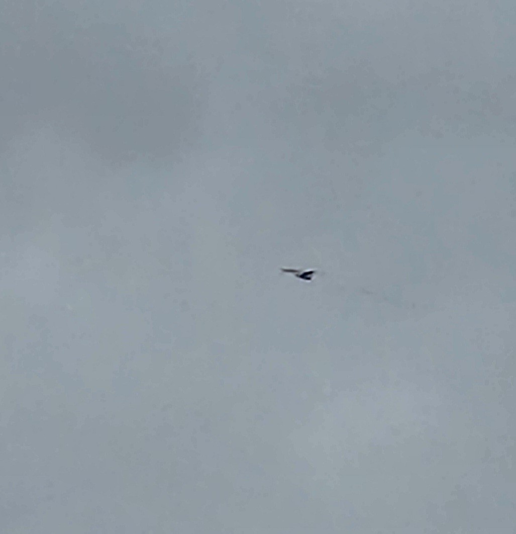 Ring-billed Gull - ML520463681