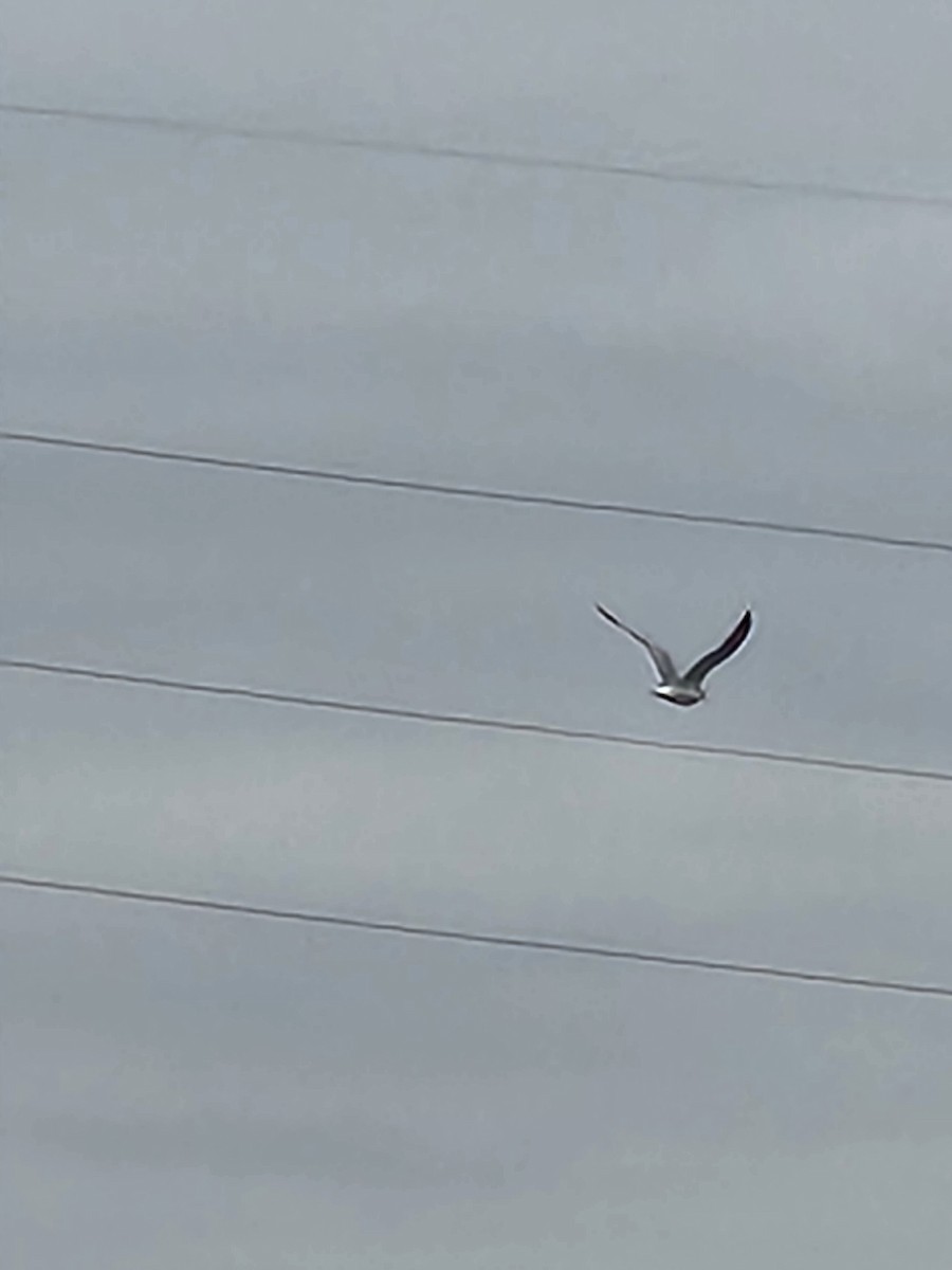 Ring-billed Gull - ML520463691