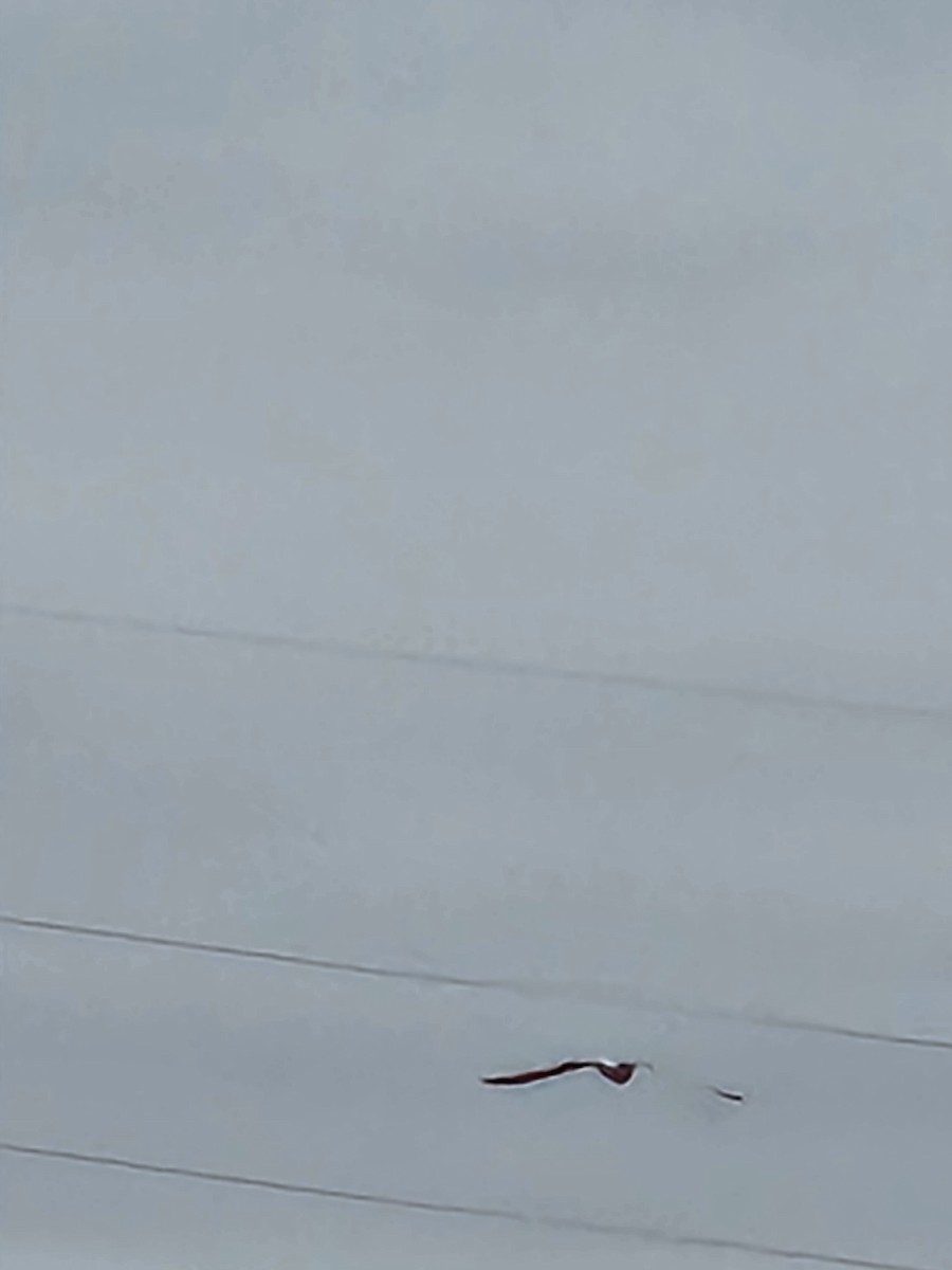 Ring-billed Gull - ML520463701