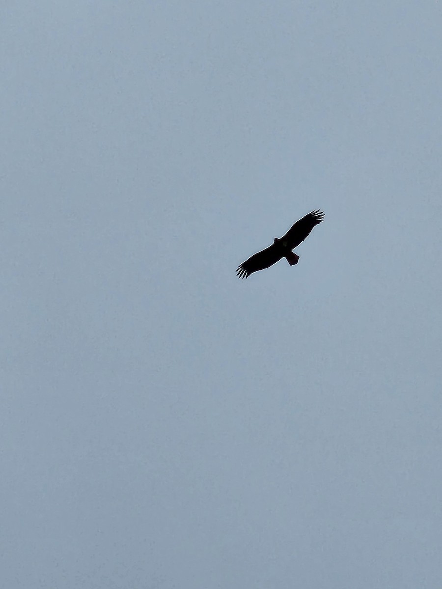 Bald Eagle - ML520464191