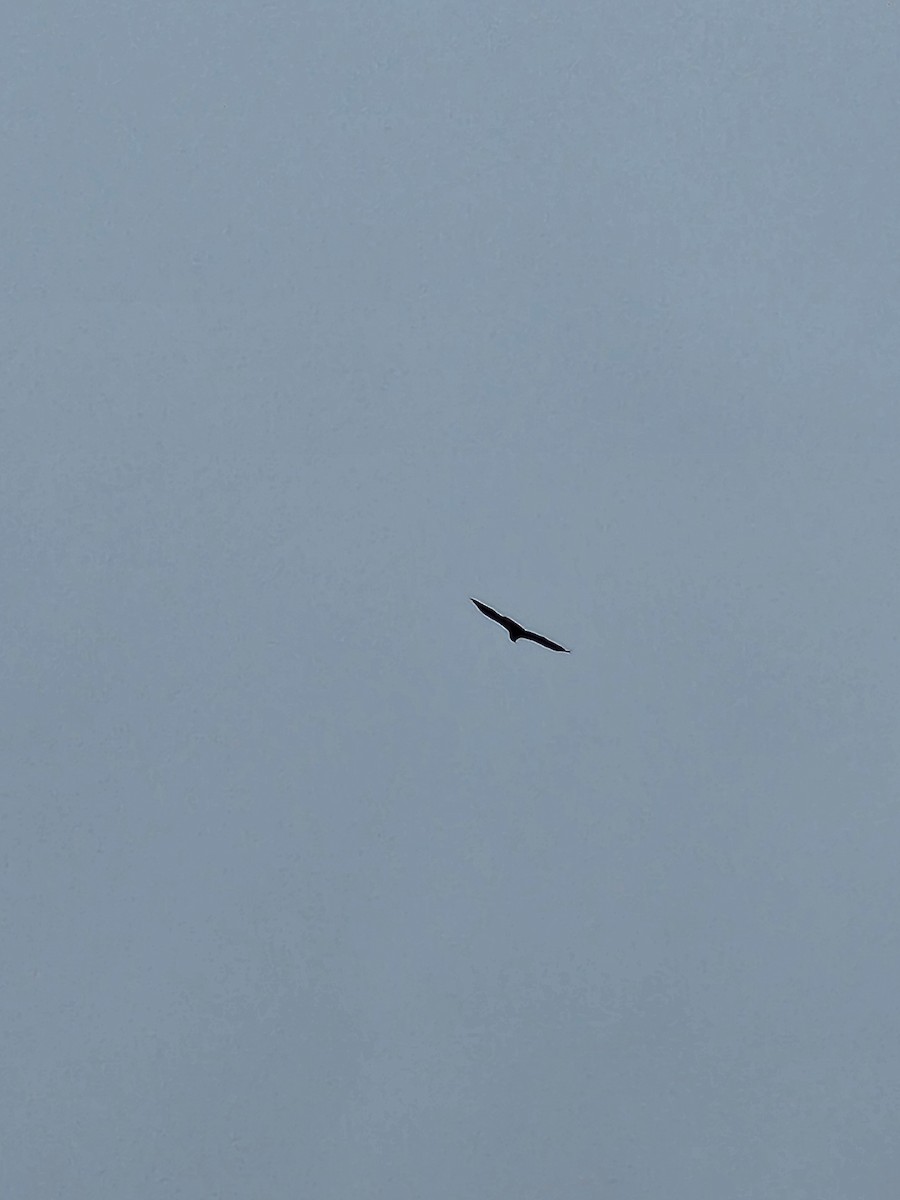 Bald Eagle - ML520464201