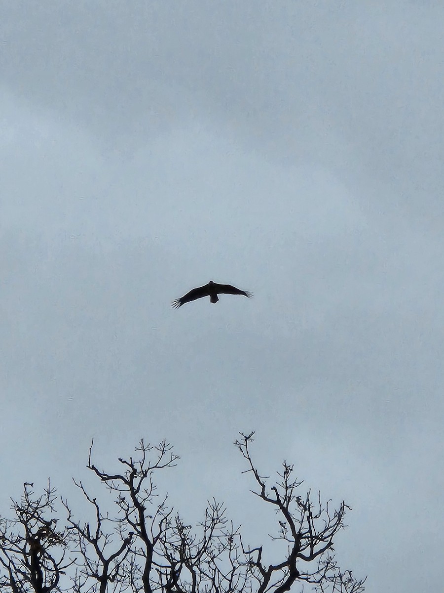 Bald Eagle - ML520464211