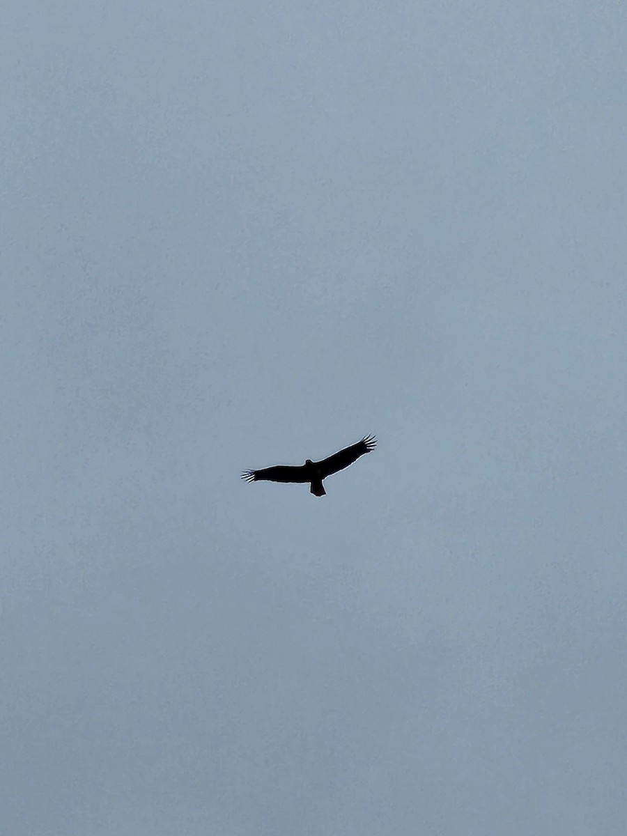 Bald Eagle - ML520464221