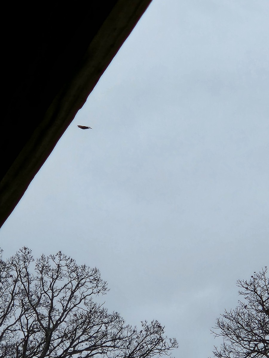 Bald Eagle - ML520464231