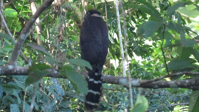 Collared Forest-Falcon - ML520466711