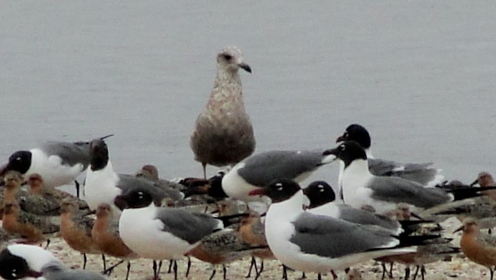 Goéland argenté - ML520468251